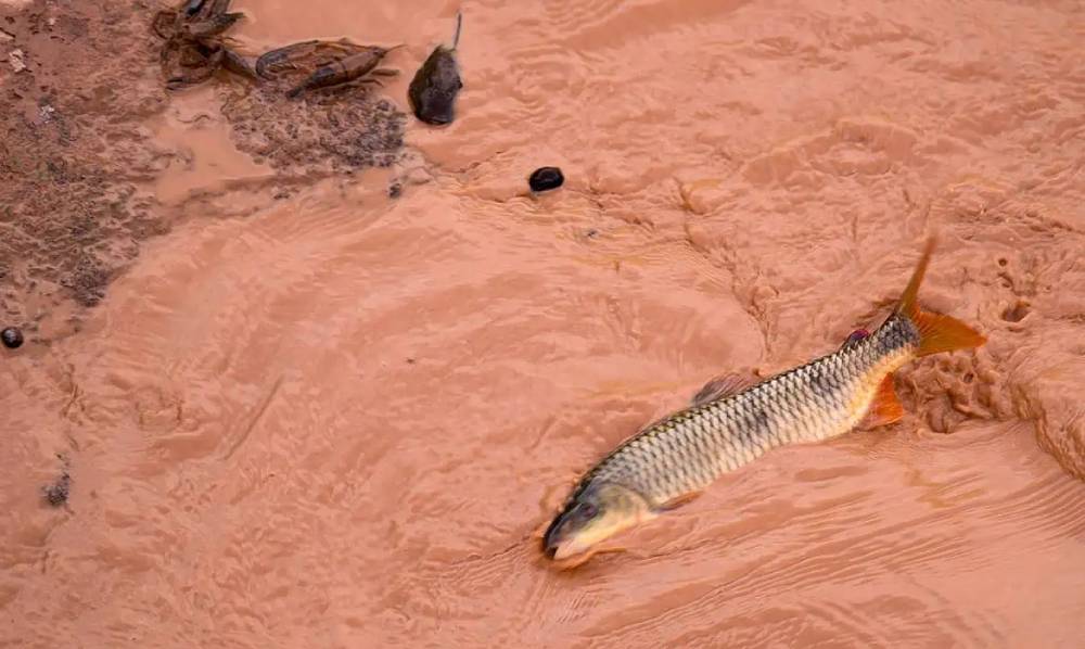samarco-e-vale-sao-multadas-em-mais-de-r$-1,8-bilhao