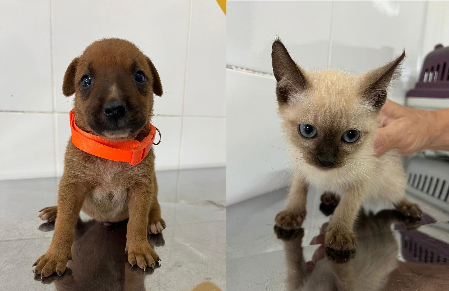 prefeitura-de-aparecida-realiza-nova-edicao-da-feira-de-adocao-de-animais