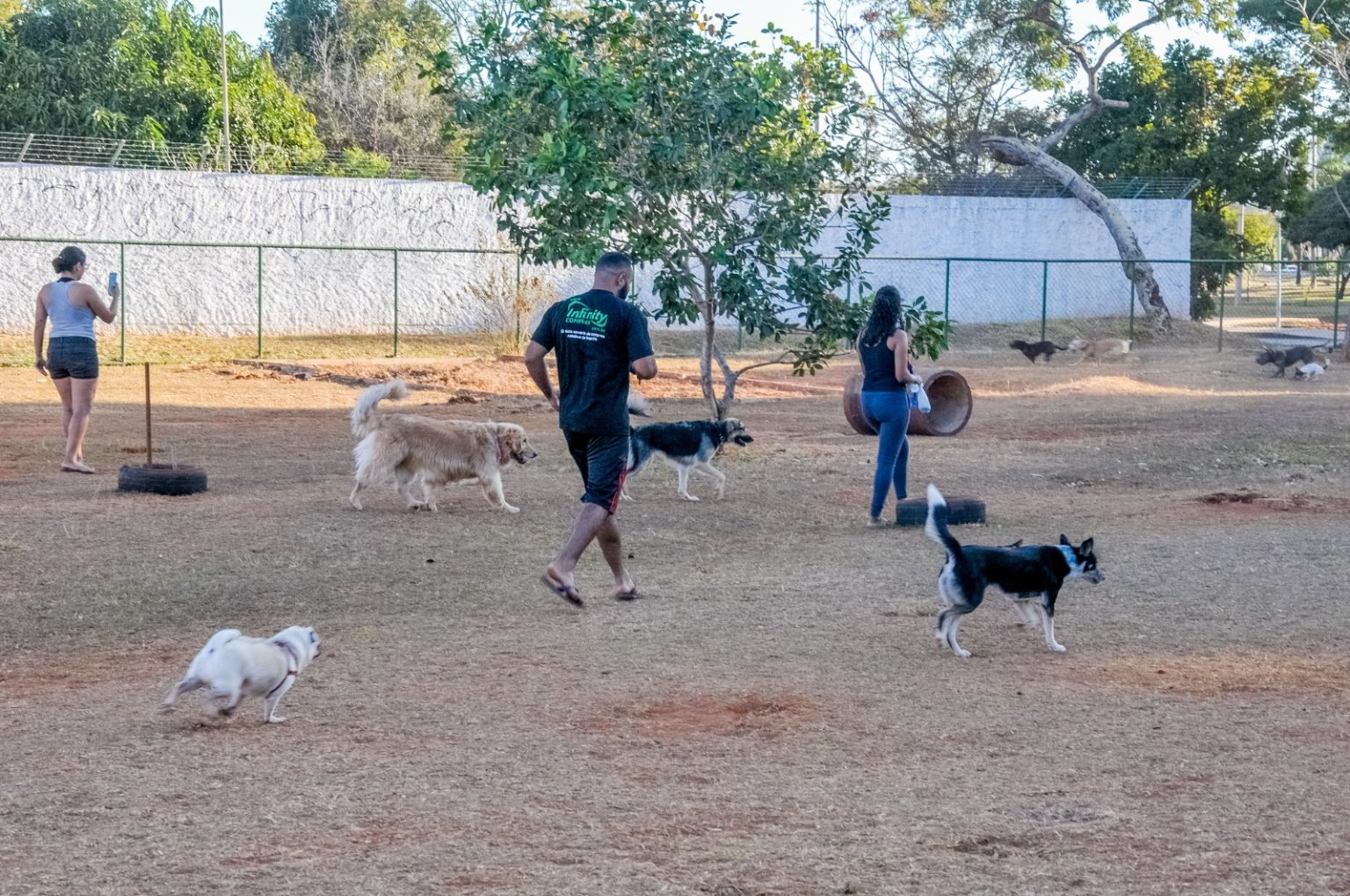 calor-extremo:-saiba-como-proteger-caes-e-gatos-durante-a-onda-de-calor-no-brasil