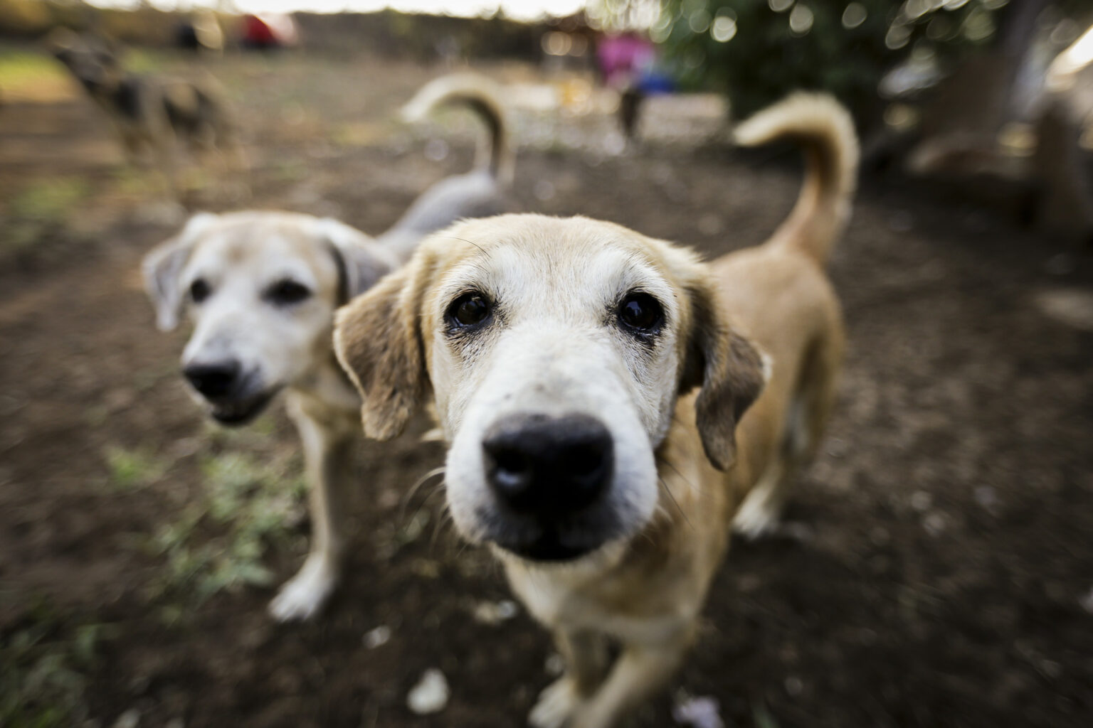 fogos-de-artificio-acarretam-sofrimento-fisico-e-risco-para-animais