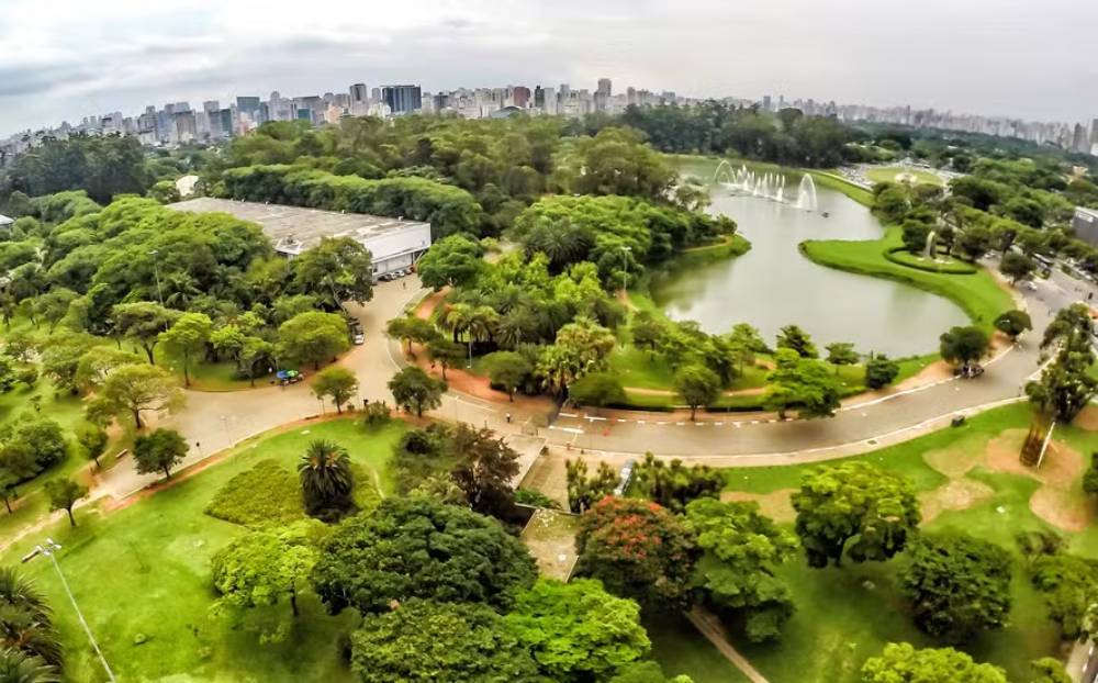 arvore-de-grande-porte-cai-no-parque-ibirapuera-e-atinge-mulher