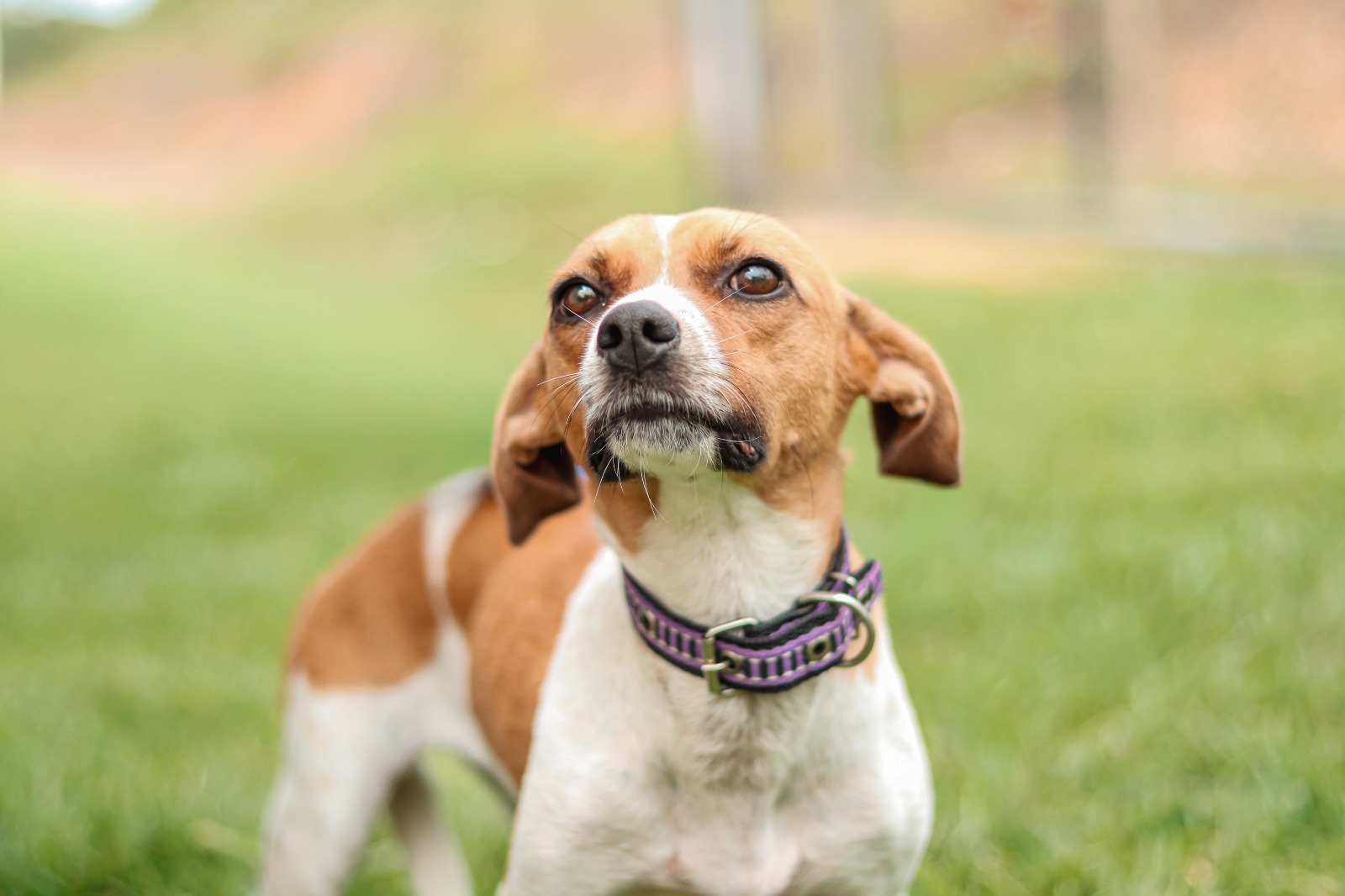 prefeitura-de-senador-canedo-promove-feira-de-adocao-e-servicos-para-pets