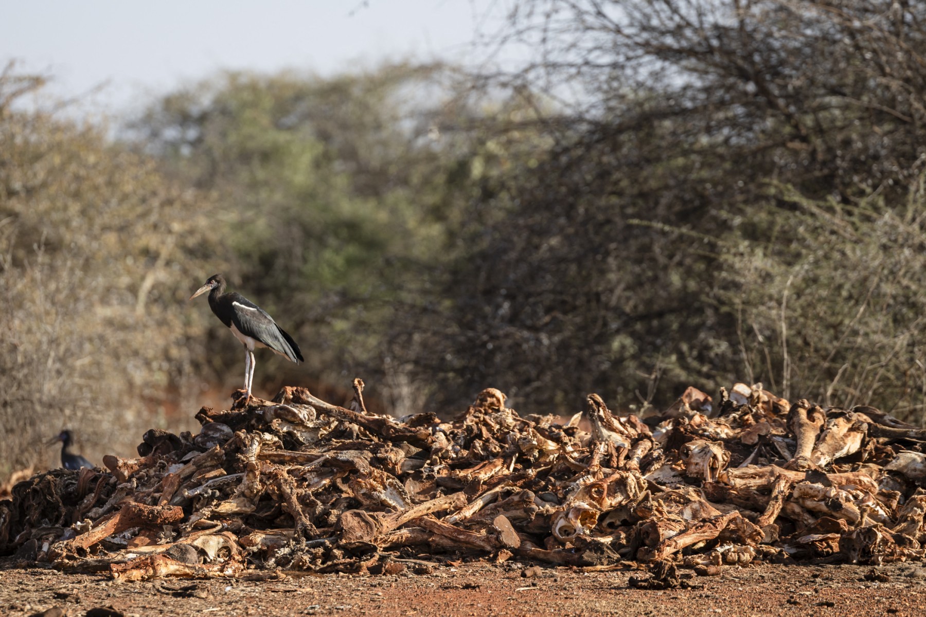‘nossas-criancas-serao-as-proximas’,-temem-quenianos-enquanto-a-seca-devasta-o-gado
