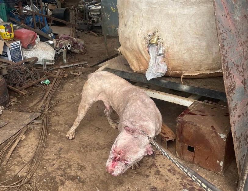 gcm-atua-em-ataque-de-caes-no-jardim-itapua-em-aparecida