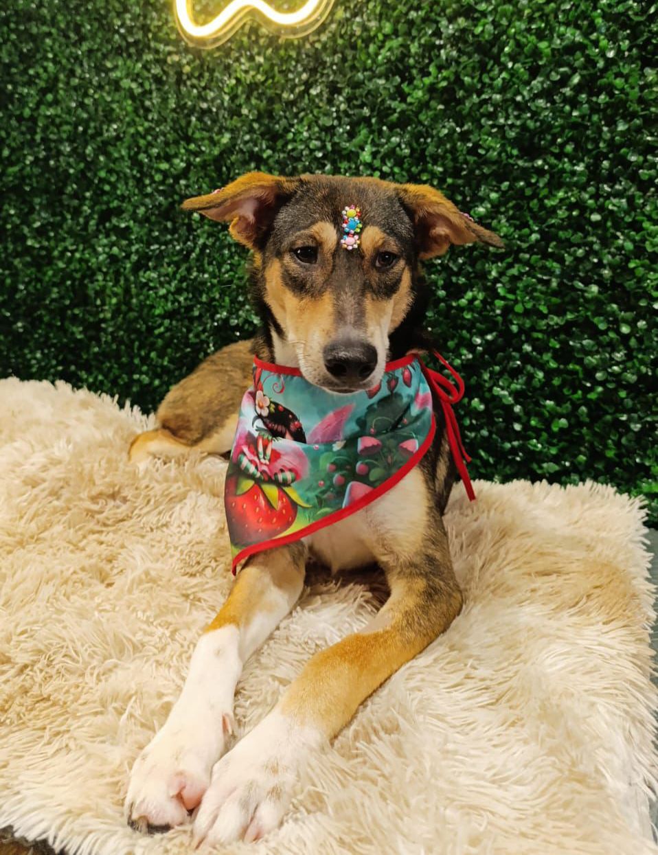 prefeitura-de-aparecida-promove-nova-edicao-da-feira-de-adocao-de-pets