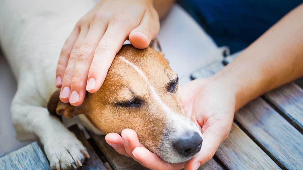 projeto-preve-confisco-de-bens-usados-em-maus-tratos-a-animais