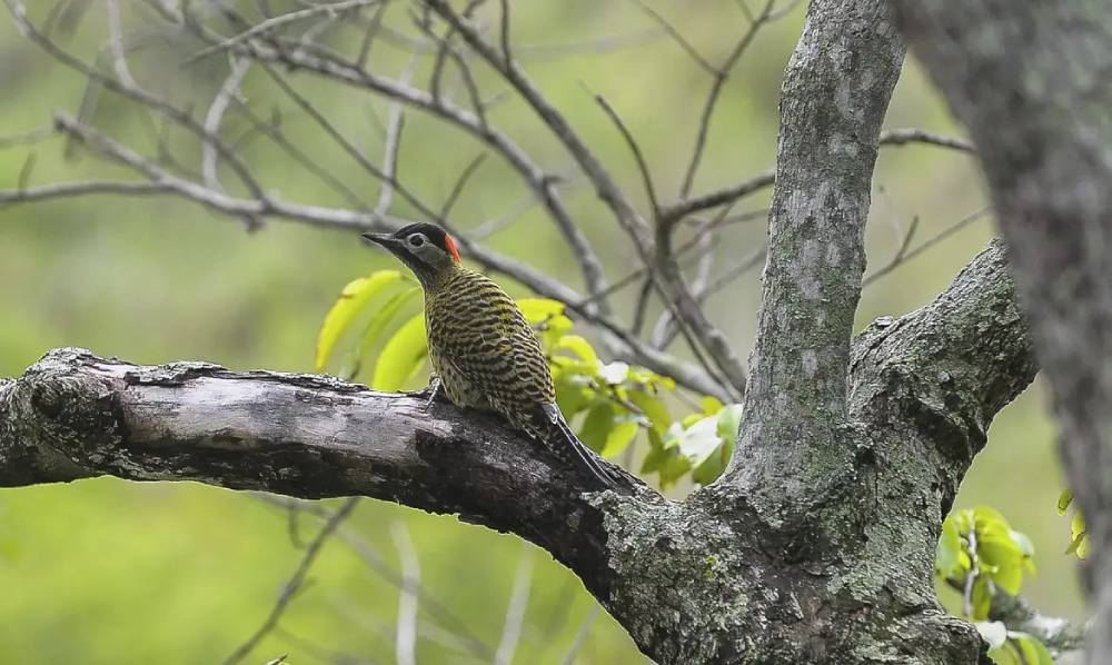 inscricoes-para-eventos-da-cop15-no-espaco-brasil-prorrogadas-ate-18-de-fevereiro