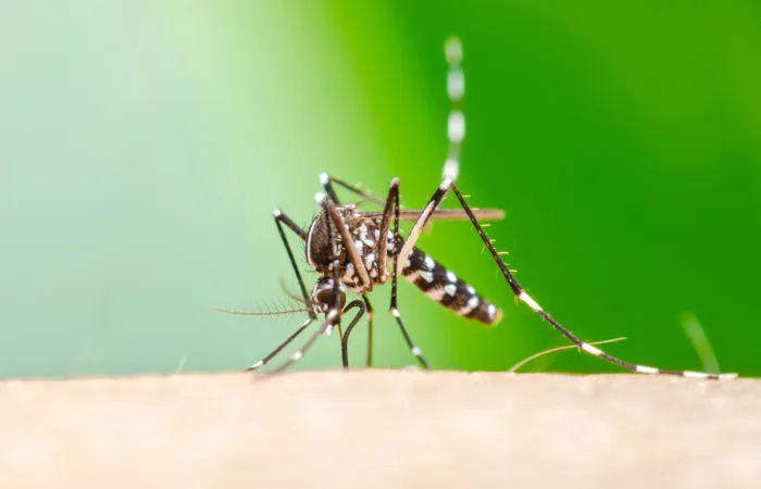 aumento-das-temperaturas-eleva-risco-de-chikungunya-na-europa