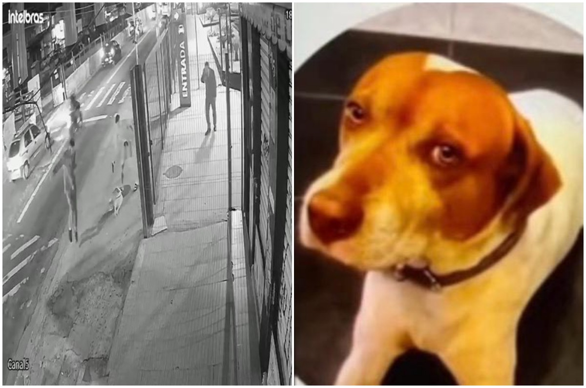 policial-militar-e-suspeito-de-ter-matado-cao-comunitario-com-7-tiros-em-sp