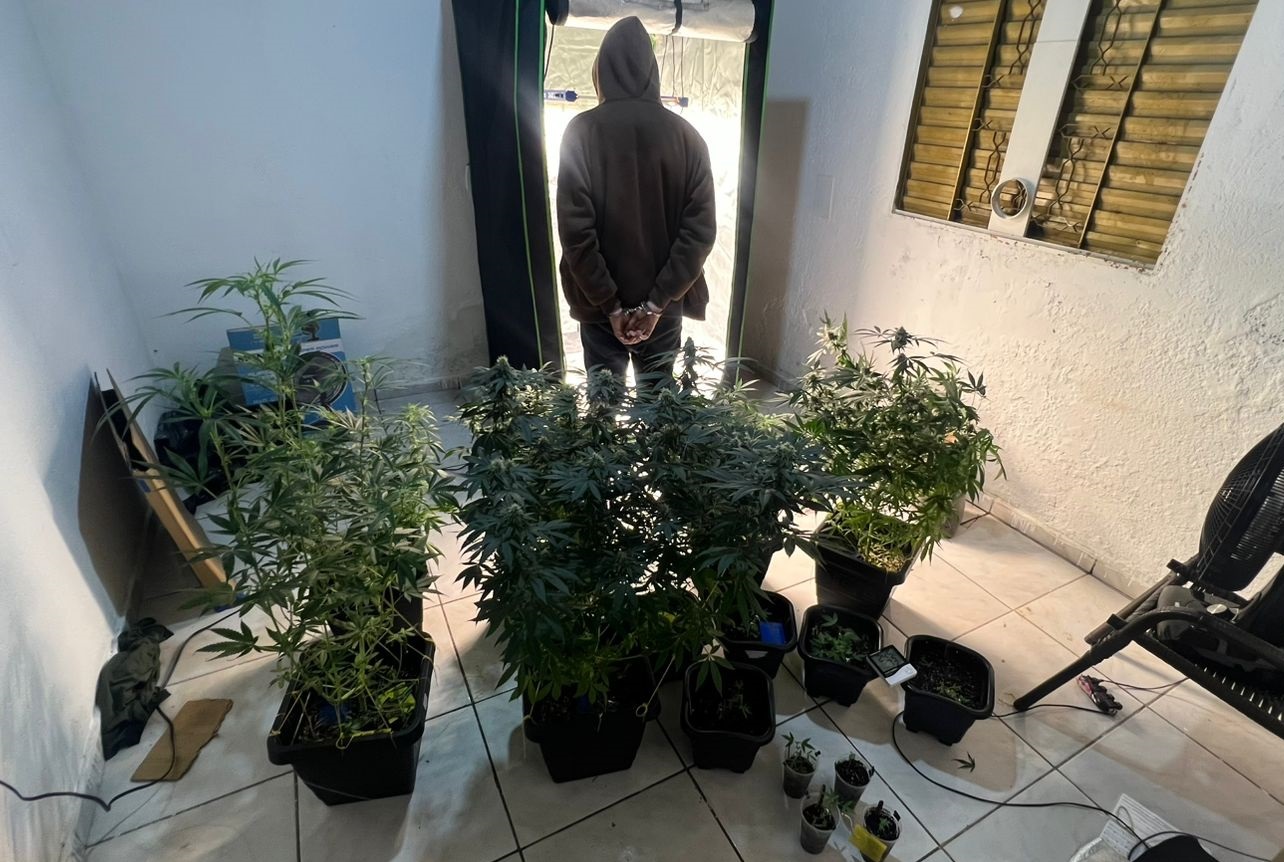 homem-e-preso-em-aparecida-por-cultivar-maconha-dentro-de-casa