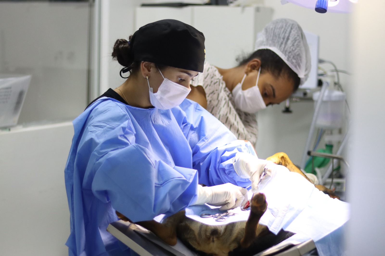 prefeitura-de-senador-canedo-abre-1.500-vagas-para-castracao-gratuita-de-caes-e-gatos