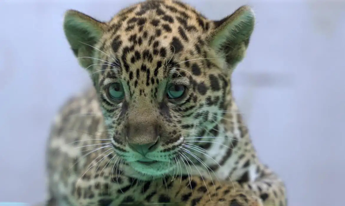 onca-pintada-nascida-no-bioparque-vale-amazonia-ganha-o-nome-de-xingu