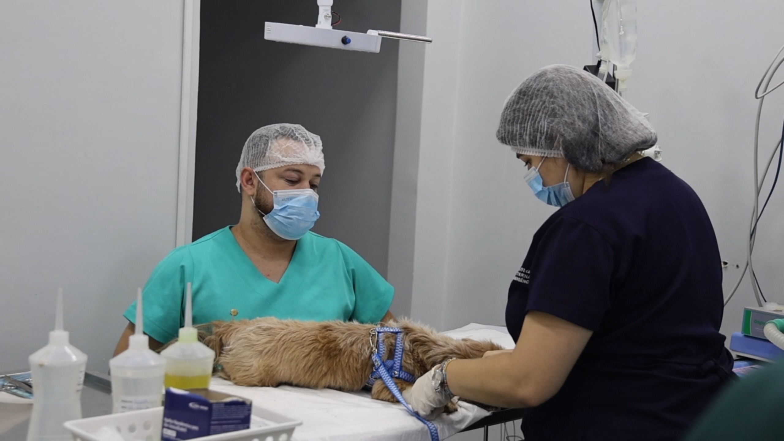 mutirao-do-pata-castra-60-caes-e-gatos-em-aparecida