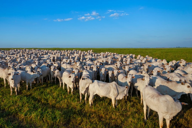 valorizacao-da-arroba-bovina-impulsiona-expectativa-de-recorde-na-expozebu