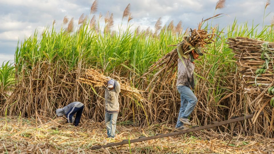 produtividade-de-cana-em-minas-deve-saltar-10%-e-impulsionar-safra