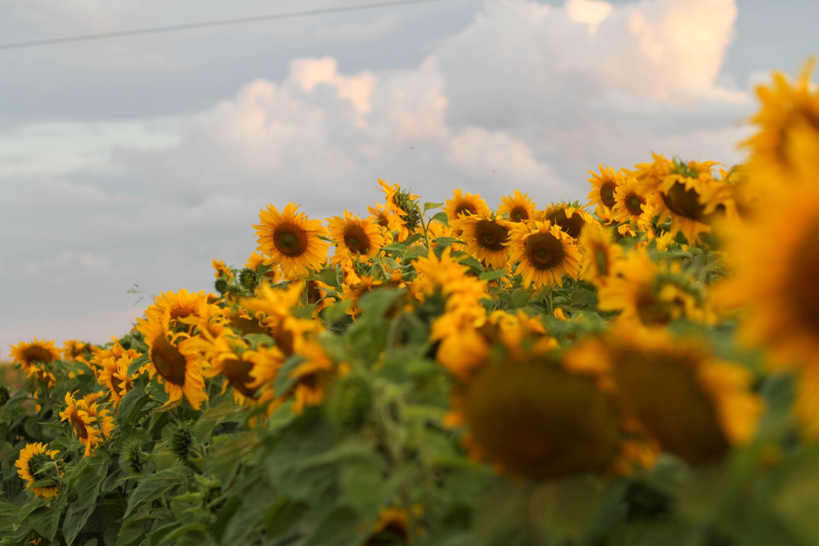 campos-de-girassol-transformam-luziania-em-destino-turistico