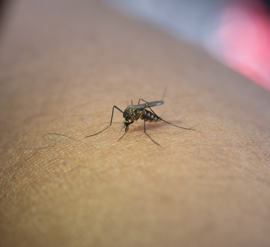 manaus-registra-surto-recorde-de-oropouche-e-virus-se-espalha-pelo-brasil,-diz-estudo