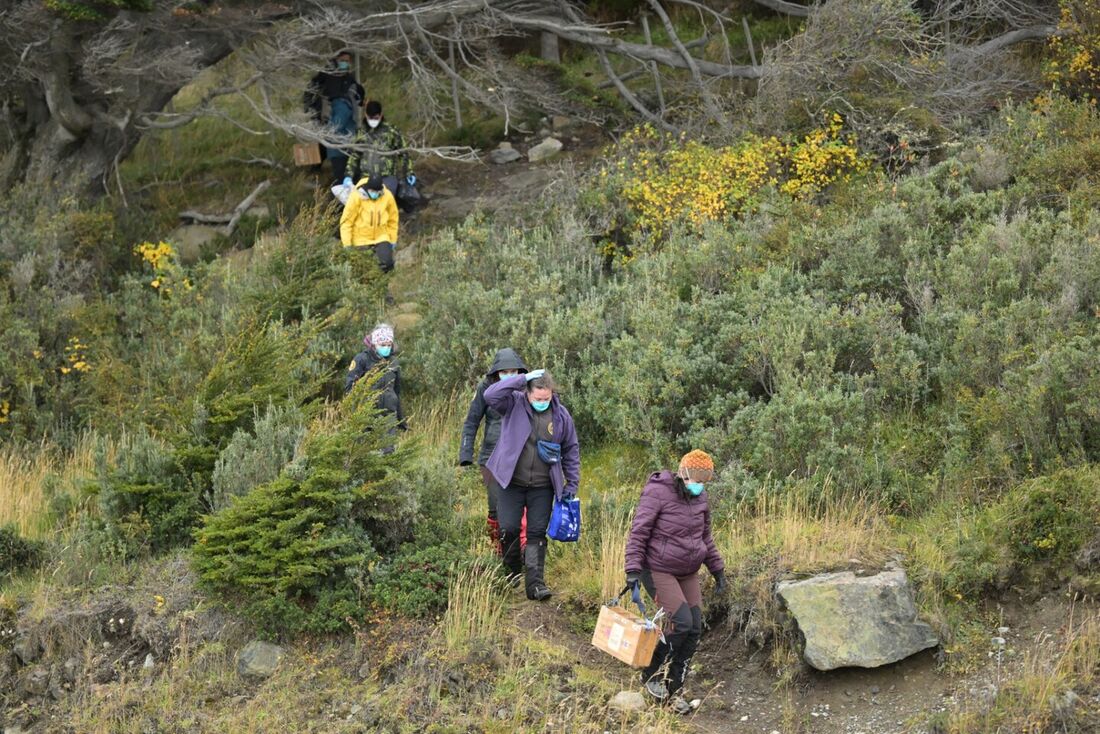 cientistas-argentinos-recolhem-roedores-em-ushuaia-para-descartar-presenca-do-hantavirus
