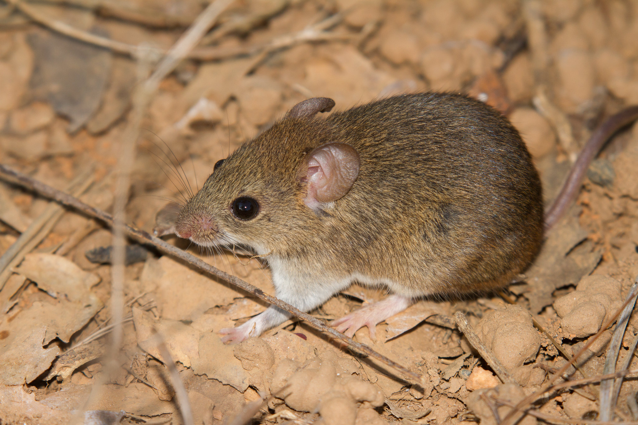 ebola-e-hantavirus-confirmam-que-mundo-continua-despreparado,-diz-especialista-em-pandemias