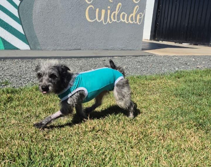 aparecida-realiza-feira-de-adocao-com-32-caes-e-gatos-neste-sabado-(11/7)