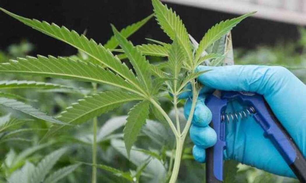 anvisa-publica-relatorio-sobre-cultivo-medicinal-de-cannabis