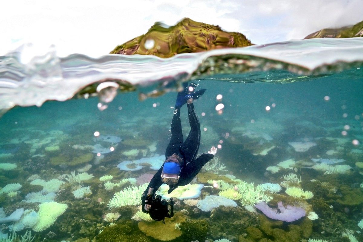 el-nino-coloca-grande-barreira-de-coral-sob-risco-de-colapso,-alertam-cientistas