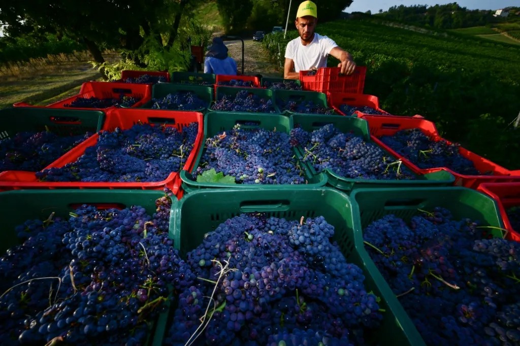 calor-antecipa-colheita-na-italia-e-na-franca