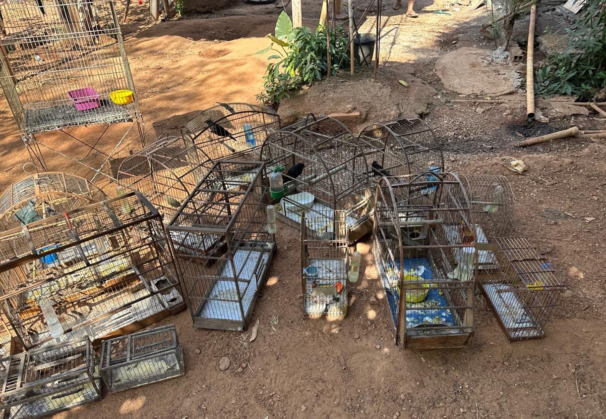 prefeitura-apreende-20-aves-silvestres-em-aparecida-de-goiania