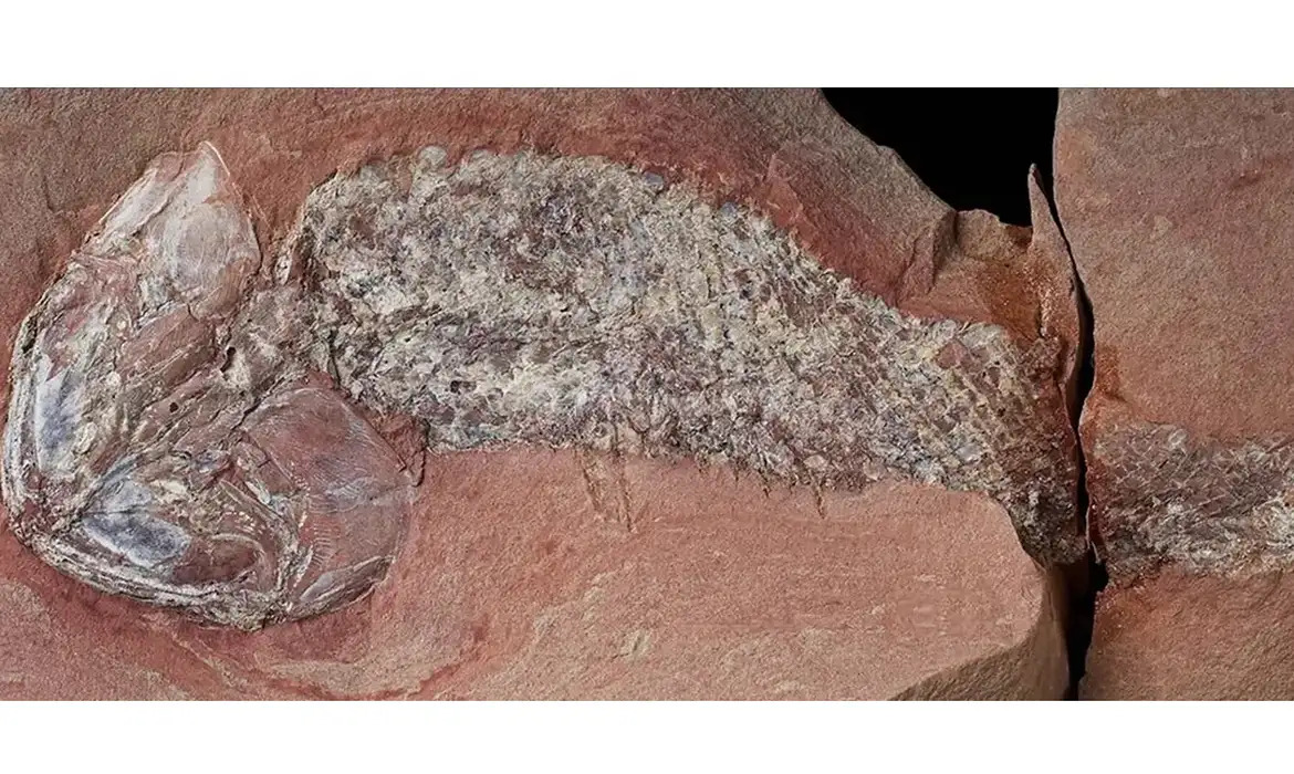 nova-especie-de-peixe-fossil-e-descrita-em-mato-grosso