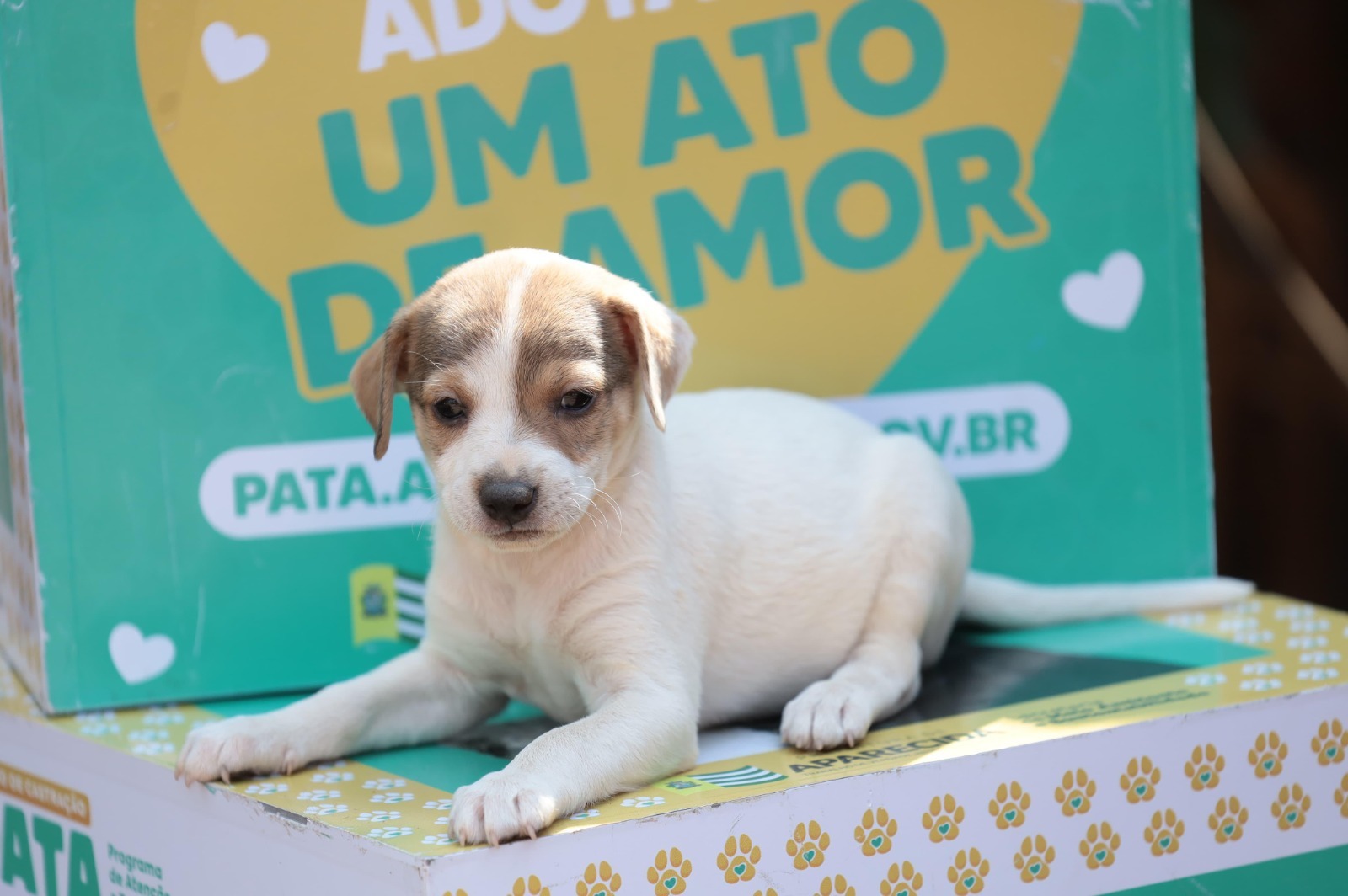 aparecida:-prefeitura-promove-feira-de-adocao-de-caes-e-gatos